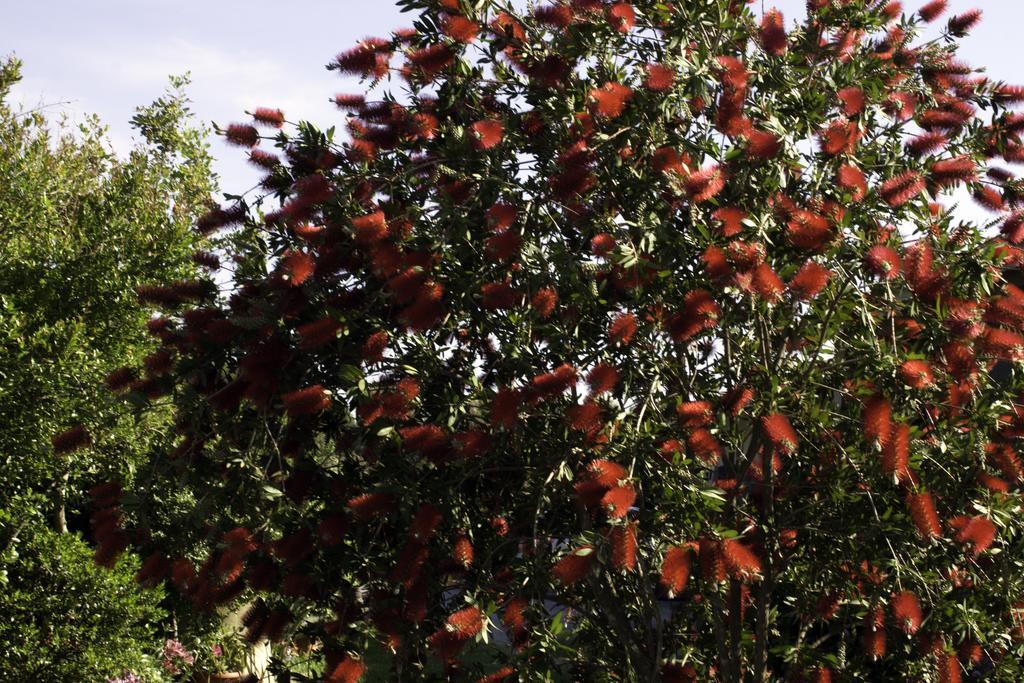 Il Vecchioliveto Di Ornella Bed and Breakfast Marrùbiu Εξωτερικό φωτογραφία