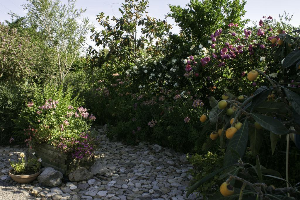 Il Vecchioliveto Di Ornella Bed and Breakfast Marrùbiu Εξωτερικό φωτογραφία
