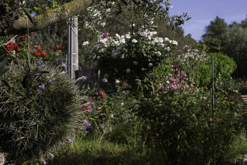 Il Vecchioliveto Di Ornella Bed and Breakfast Marrùbiu Εξωτερικό φωτογραφία